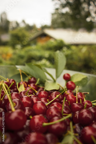 Summer cherries in Finland photo