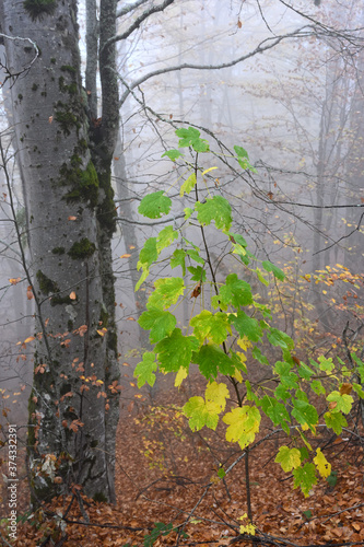 Autumn foliage photo