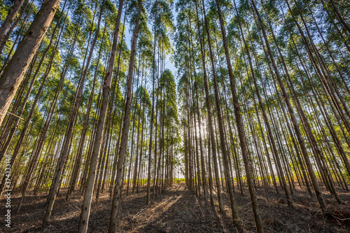 Eucalyptus plantation for wood Industry in Brazil's countryside.