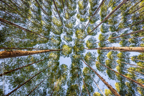 Eucalyptus plantation for wood Industry in Brazil's countryside. photo