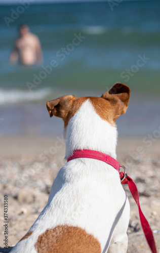 jack russell terrier watching the owner coming out of the sea, vertical format © Nataliia Makarovska