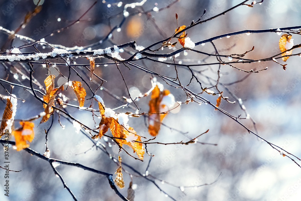Fototapeta premium Snow-covered tree branch with dry leaves in sunny weather
