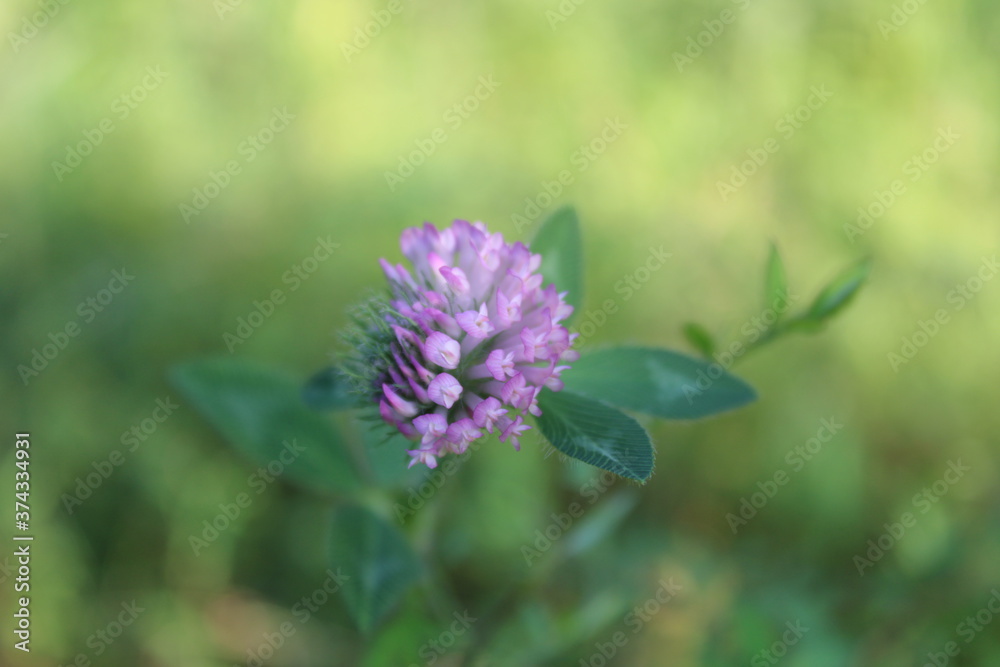Fototapeta premium Little Lavender Plant