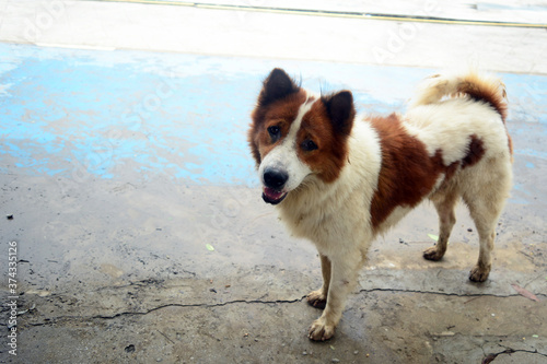 A homeless white and brown dog stands on cement ground