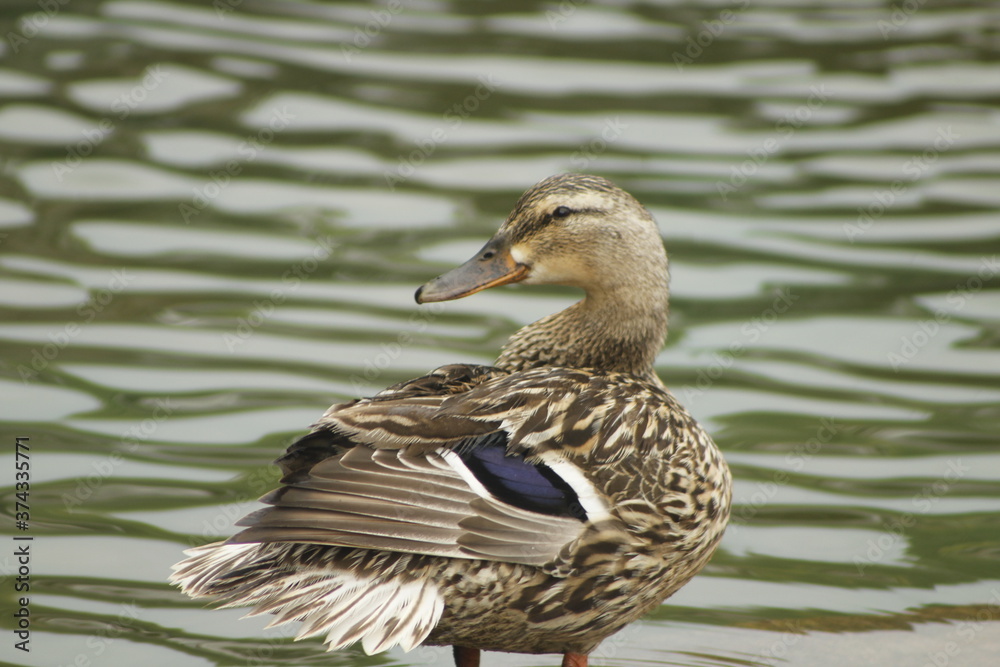 mother duck sitting on a rock after a rainstorm mother duck sitting on a rock after a rainstorm