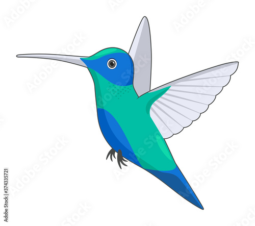 Hummingbird bird on a white background