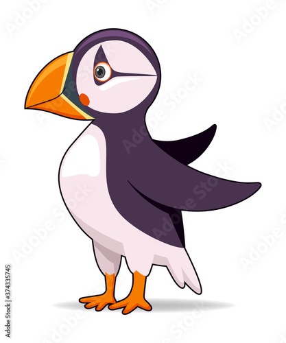 Puffin bird on a white background