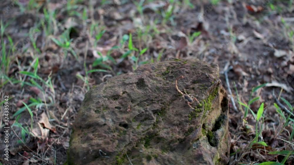 In this batch of clips, a striped bark scorpion crawls over a mossy rock during golden hour in this east Texas location. There are a few fire ants patrolling the stone as well.
