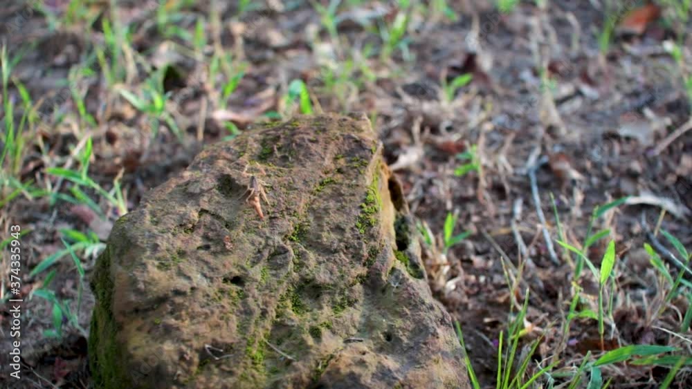 In this batch of clips, a striped bark scorpion crawls over a mossy rock during golden hour in this east Texas location. There are a few fire ants patrolling the stone as well. In this batch of clips, a striped bark scorpion crawls over a mossy rock during golden hour in this east Texas location. There are a few fire ants patrolling the stone as well.