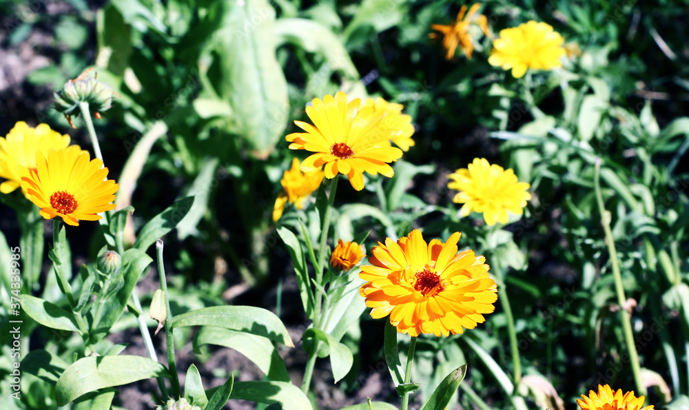 Blurred summer background with growing flowers calendula, marigold. Sunny day. Beautiful Floral Wallpaper Blurred summer background with growing flowers calendula, marigold. Sunny day. Beautiful Floral Wallpaper
