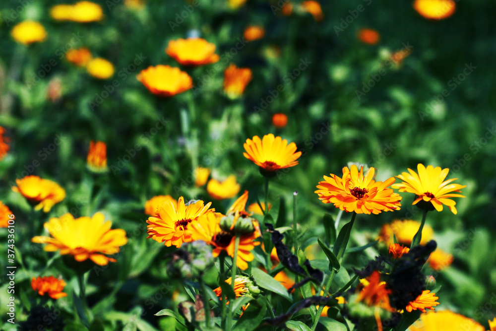 Blurred summer background with growing flowers calendula, marigold. Sunny day. Beautiful Floral Wallpaper