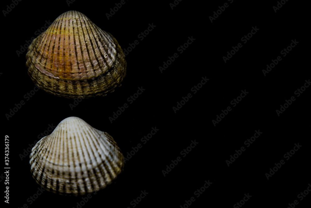 two clam shells isolated on deep black