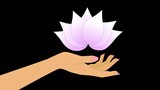 Close-up of tender female hand with pink nails holding lotus flower isolated on black background. Tenderness, healthcare, yoga, harmony, spiritual development
