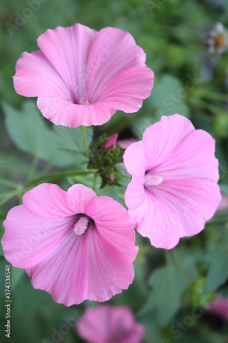 Delicate pink mallow flowers bloom in the spring garden