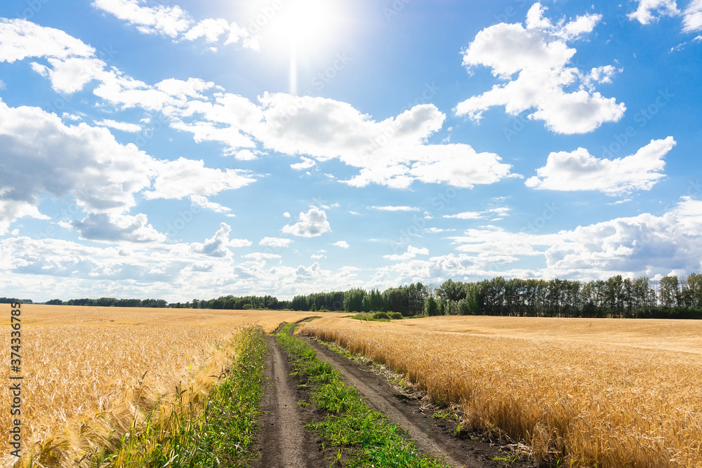 road in a wheat field