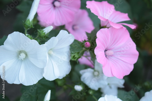 Delicate pink and white mallow flowers bloom in the spring garden