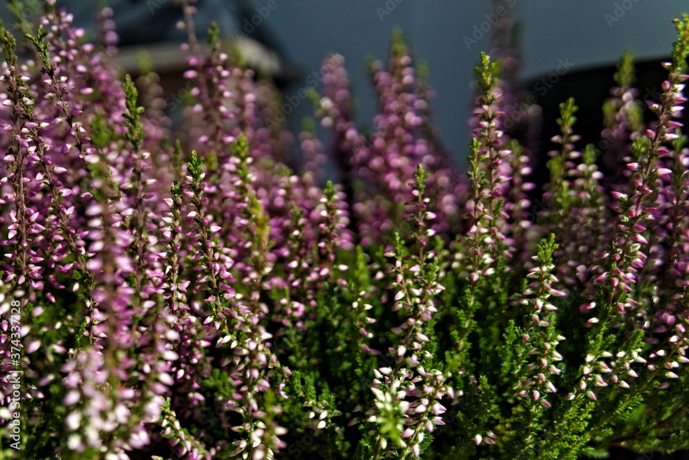Obraz premium Calluna vulgaris also known as common heather, heather or ling with purple flowers and lush green leaves.