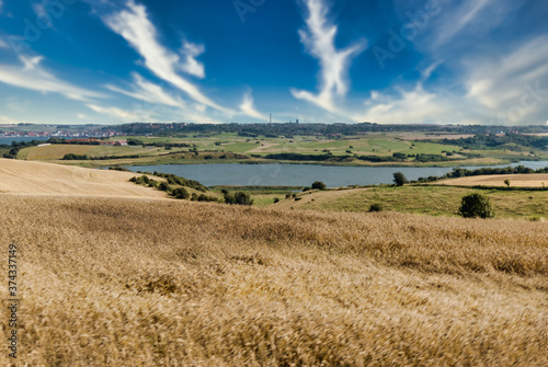 landscape with a field of wheat