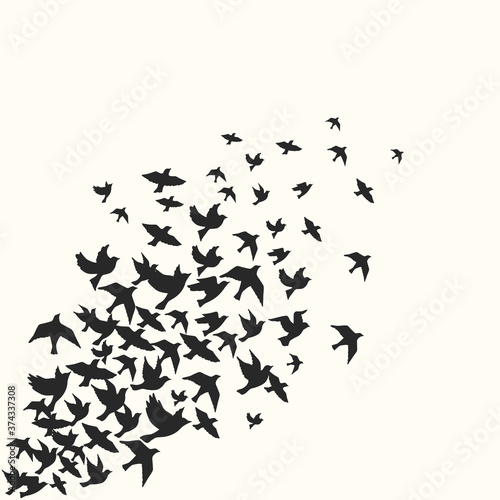 Birds silhouette vector background