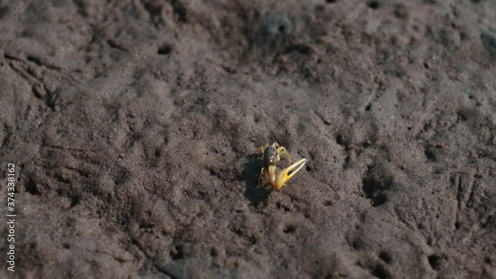 yellow cancer eating on the ground yellow cancer eating on the ground