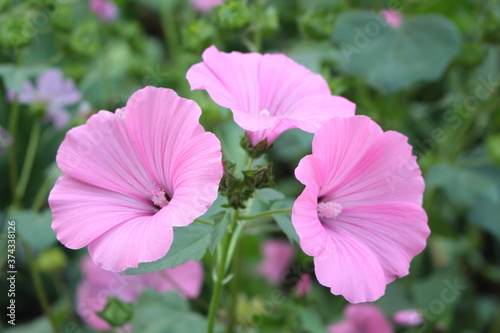 Delicate pink mallow flowers bloom in the spring garden