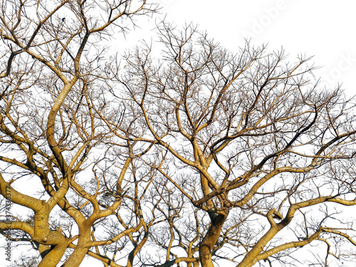 Ombu Tree Isolated Photo photo