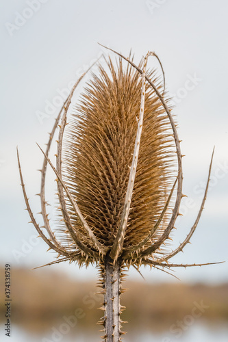 Dry flower. Dry burdock head or burr on grey lake waters background. Natural macro photography photo