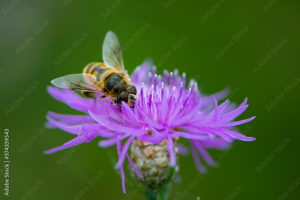 bee collects nectar from pink forest flower close-up on green background
bee collects nectar from pink forest flower close-up on green background