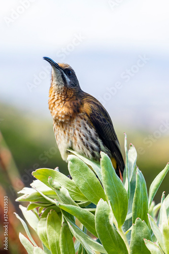 Cape sugarbird sitting on plants flowers, Kirstenbosch National Botanical Garden. photo