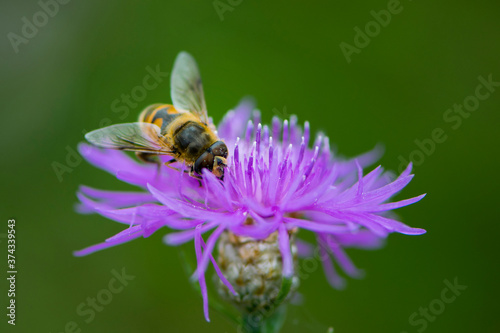  bee collects nectar from pink forest flower close-up on green background © Oleksandr Filatov