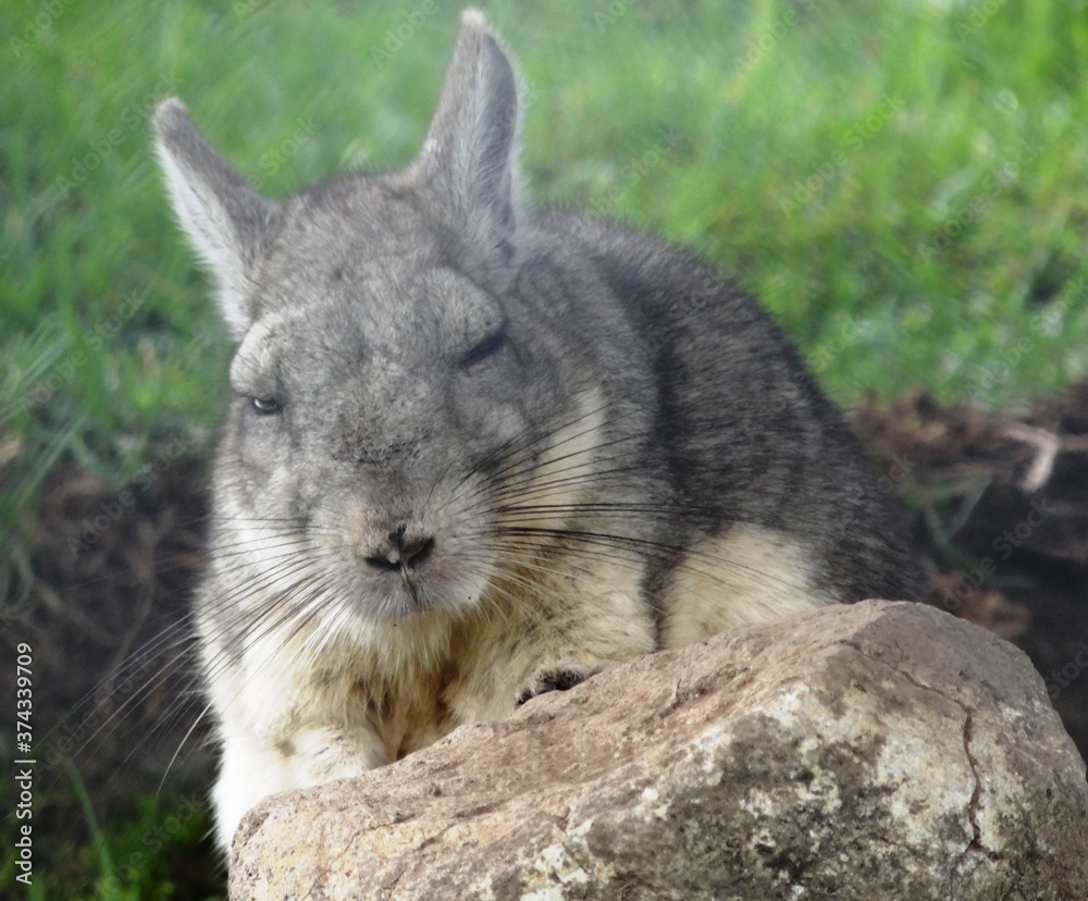 Obraz premium A Northern viscacha (Lagidium peruanum) in the north Peruvian Andes