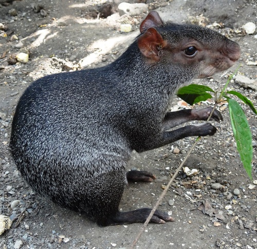 A black agouti (Dasyprocta fuliginosa) in the wild life reserve Cordillera Escalera, near Tarapoto, Peru photo