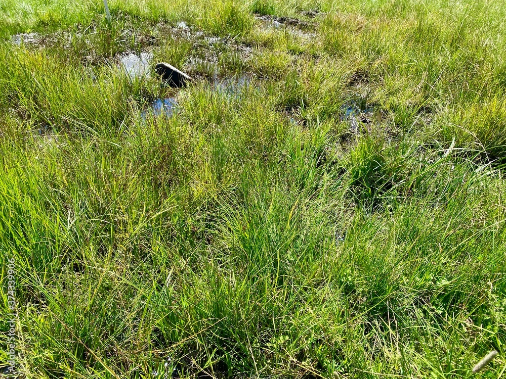 Closeup view on meadow in the marshlands that resulted from heavy rain in the mountains of the Saalbach-Hinterglemm skiing region in Austria in summer. Closeup view on meadow in the marshlands that resulted from heavy rain in the mountains of the Saalbach-Hinterglemm skiing region in Austria in summer.