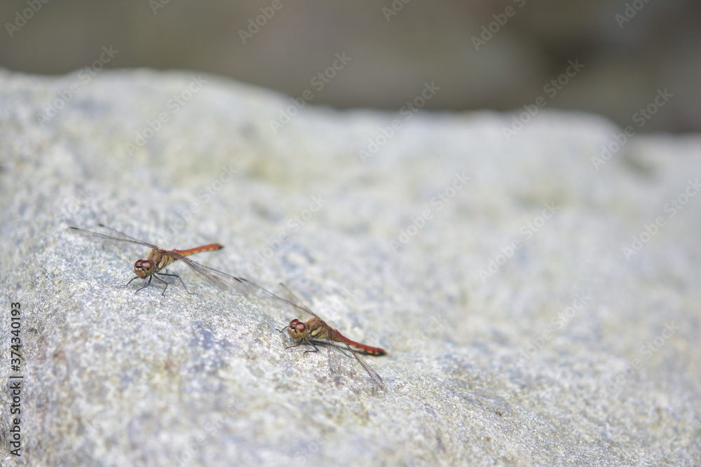 Obraz premium 河原の岩の上に止まっている2匹のトンボ（アキアカネ）、斜め上