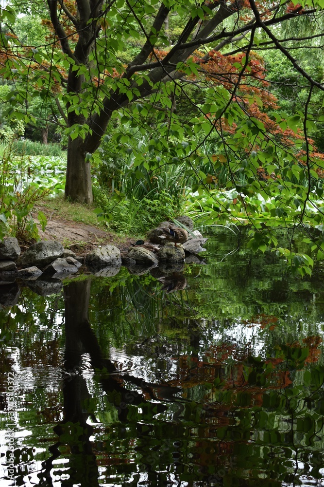 The peaceful shade spot by the pond in Sapporo Japan The peaceful shade spot by the pond in Sapporo Japan