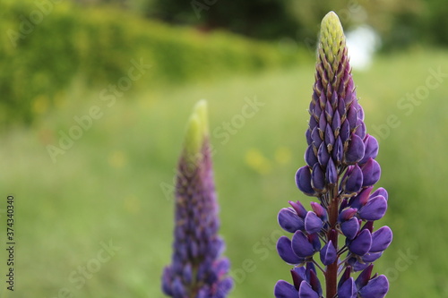 Lilafarbene Lupinenblüten vor grünem Hintergrund