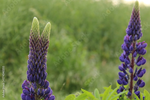 Lilafarbene Lupinenblüten vor grünem Hintergrund