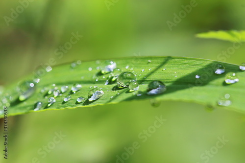 Pflanze, Wassertropfen, Makro, Wasser, Natur, Tröpfchen, feucht, Regentropfen, Wassertropfen auf Blatt