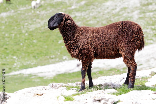 Black sheep in mountain meadows photo