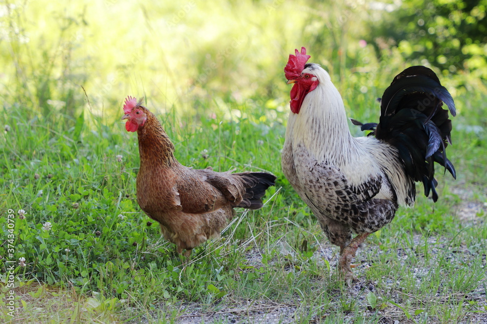 White rooster and brown female chicken moving around in the home garden