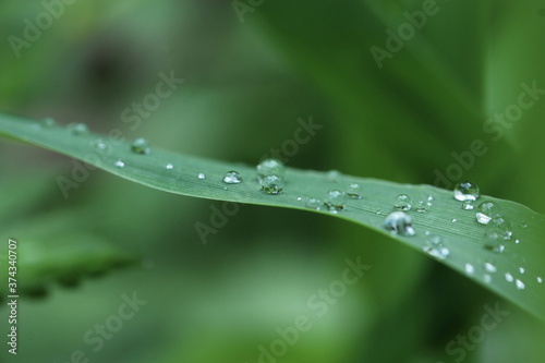 Pflanze, Wassertropfen, Makro, Wasser, Natur, Tröpfchen, feucht, Regentropfen, Wassertropfen auf Blatt