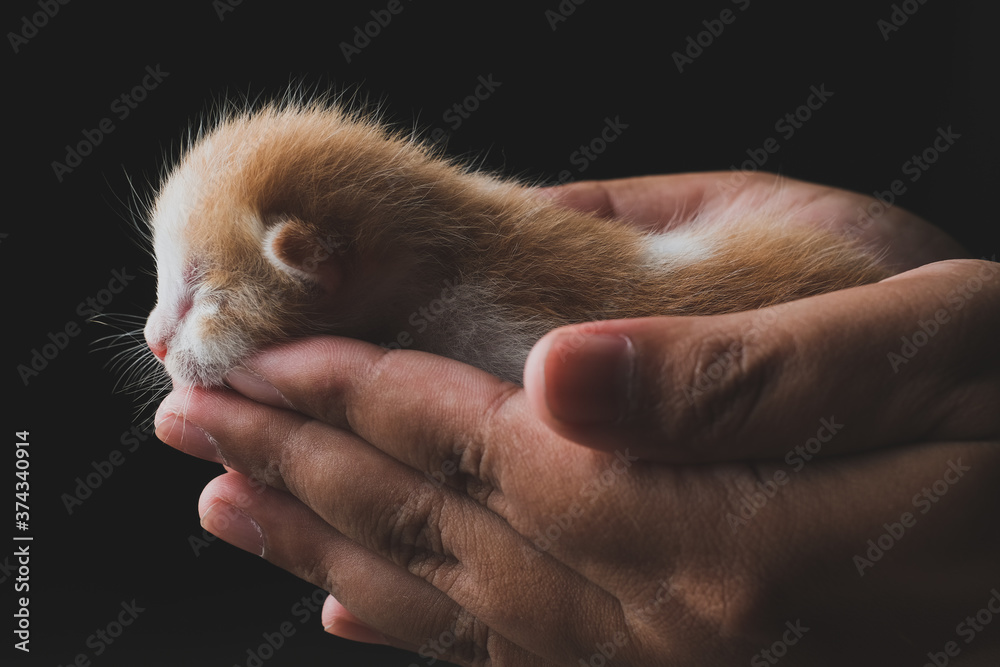 New born kitten sleeping on hand with black background