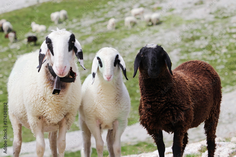 Obraz premium White and black sheeps in mountain meadows