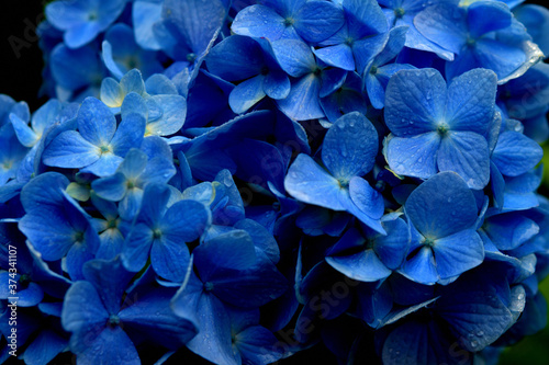 アップで写した青色の紫陽花の花