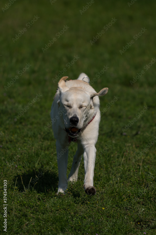 Dog in the Park