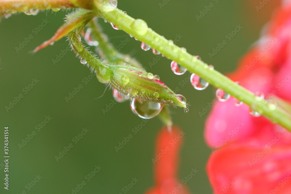 Pflanze, Blume, Wassertropfen, Makro, Wasser, Natur, Tröpfchen, feucht, Regentropfen, Wassertropfen auf Blatt, Wassertropfen auf Blüte Pflanze, Blume, Wassertropfen, Makro, Wasser, Natur, Tröpfchen, feucht, Regentropfen, Wassertropfen auf Blatt, Wassertropfen auf Blüte