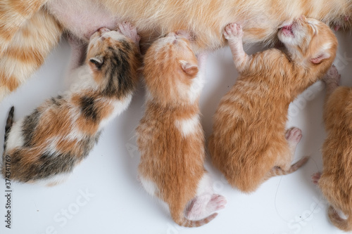 Fototapeta Naklejka Na Ścianę i Meble -  Newborn baby kittens drinking milk from their mom breast