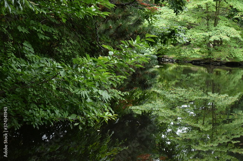 The depth of the old historical forest pond in Sapporo Japan