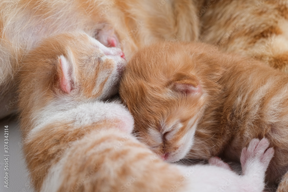Newborn baby kittens drinking milk from their mom breast Newborn baby kittens drinking milk from their mom breast