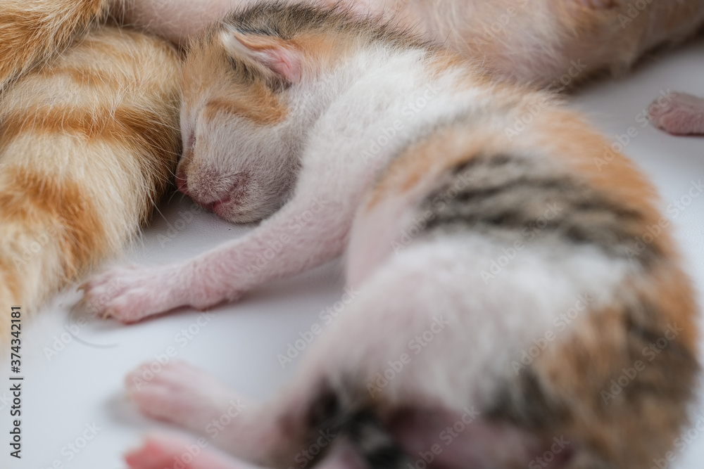 Newborn baby kittens drinking milk from their mom breast Newborn baby kittens drinking milk from their mom breast
